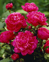 Без бренда «2KMB-4036» в Калининграде