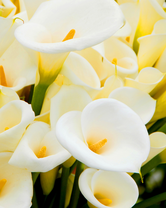 Без бренда «Белые каллы» в Калининграде