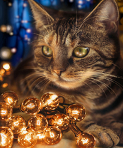 Без бренда «2KXSB-0678» в Калининграде