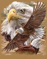 Без бренда «Коробка 20 шт: Орёл крупным планом» в Калининграде