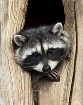 Без бренда «Енот в дупле» в Калининграде