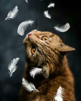 Без бренда «Кот среди перышек» в Калининграде