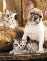 Без бренда «Милый щенок французского бульдога и два котёнка» в Калининграде